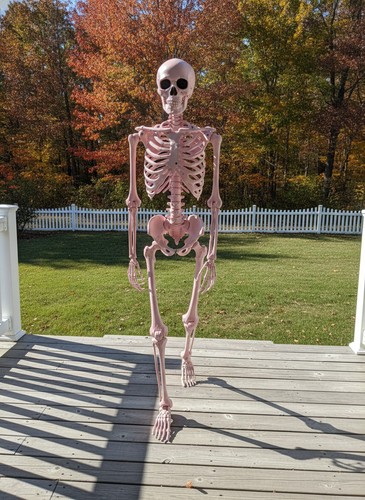 Pink skeleton with - 5.4,